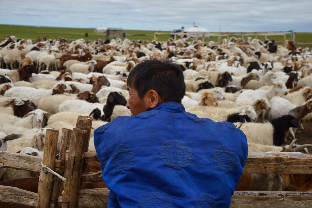 La Mongolie traverse son hiver le plus rude depuis un demi-siècle, plusieurs milliers de familles mongoles se retrouvent sans moyen de subsistance.