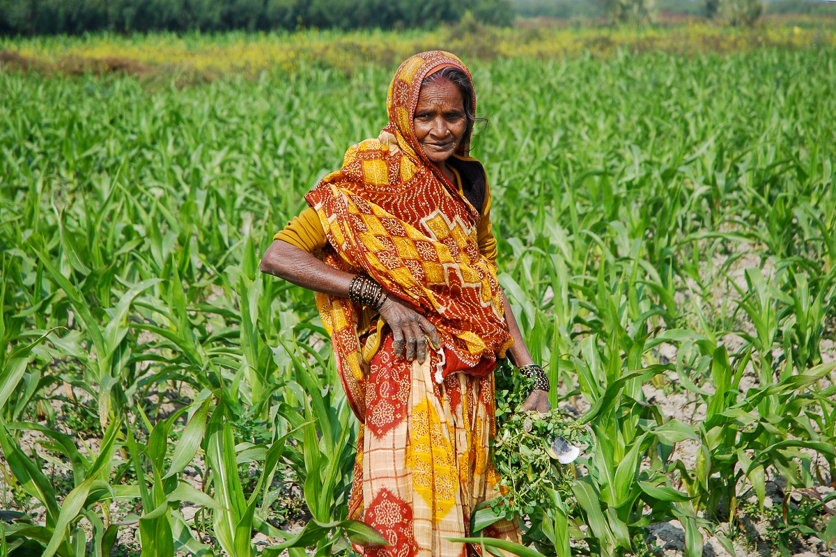 Un champ de maïs dans l’État indien du Bihar, dans le nord-est du pays.